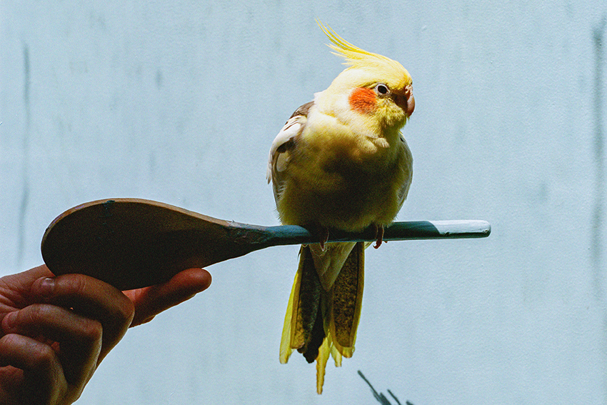 Bird by Louise Schmidt